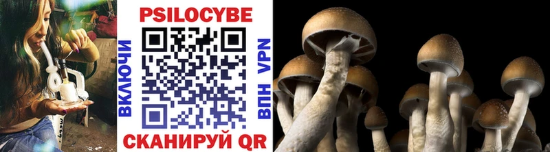 Купить где  Мостовской  Псилоцибиновые грибы Psilocybine cubensis 